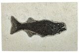 Uncommon Fossil Fish (Mioplosus) - Wyoming #292531-1